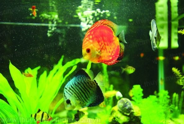 Cacanh Saigon
