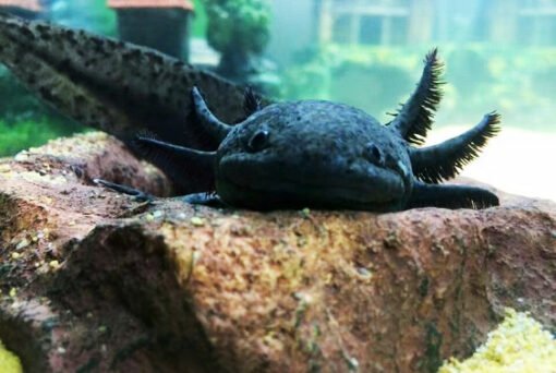 Khủng long sáu sừng trắng – Cá Axolotl trắng – Cách nuôi và chăm sóc cá ...