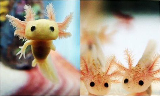 Khủng long sáu sừng hồng – Cá Axolotl hồng – Cách nuôi và chăm sóc cá ...